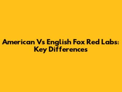 American Vs English Fox Red Labs: Key Differences