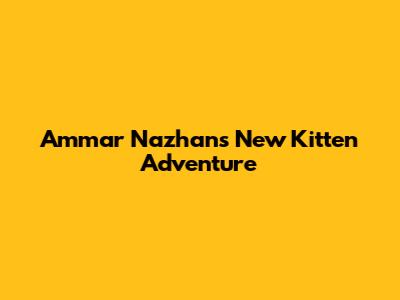 Ammar Nazhan's New Kitten Adventure