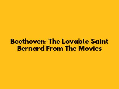 Beethoven: The Lovable Saint Bernard From The Movies