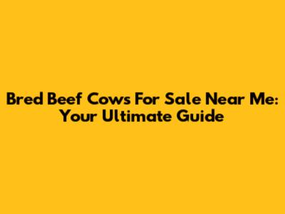Bred Beef Cows For Sale Near Me: Your Ultimate Guide