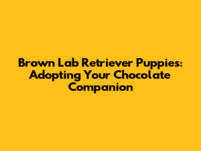 Brown Lab Retriever Puppies: Adopting Your Chocolate Companion