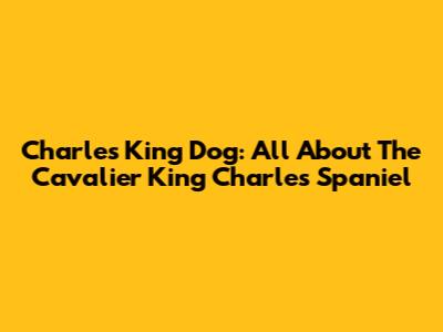 Charles King Dog: All About The Cavalier King Charles Spaniel