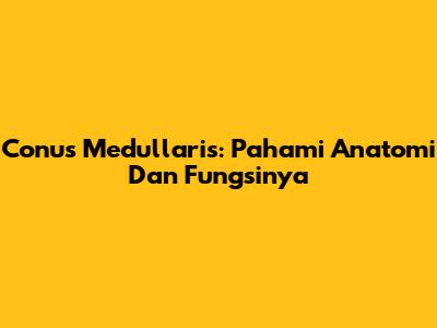 Conus Medullaris: Pahami Anatomi Dan Fungsinya