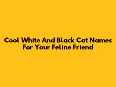 Cool White And Black Cat Names For Your Feline Friend