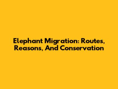 Elephant Migration: Routes, Reasons, And Conservation