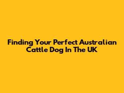 Finding Your Perfect Australian Cattle Dog In The UK