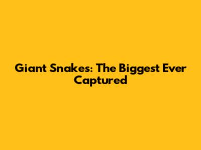 Giant Snakes: The Biggest Ever Captured