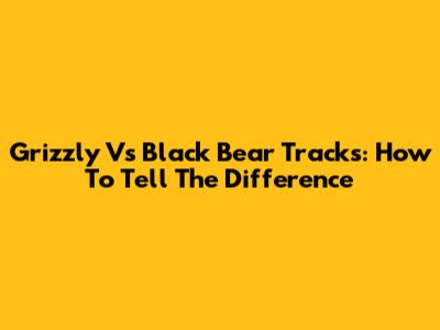 Grizzly Vs Black Bear Tracks: How To Tell The Difference