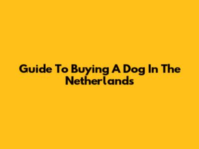 Guide To Buying A Dog In The Netherlands