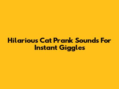 Hilarious Cat Prank Sounds For Instant Giggles