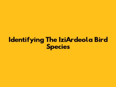 Identifying The IziArdeola Bird Species