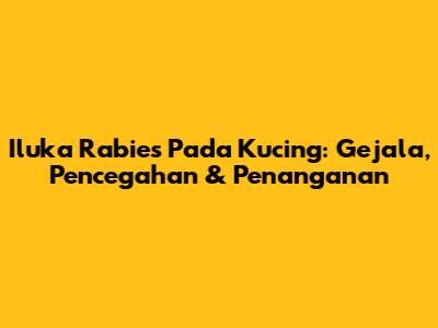 Iluka Rabies Pada Kucing: Gejala, Pencegahan & Penanganan