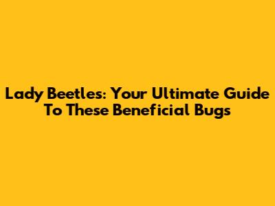 Lady Beetles: Your Ultimate Guide To These Beneficial Bugs