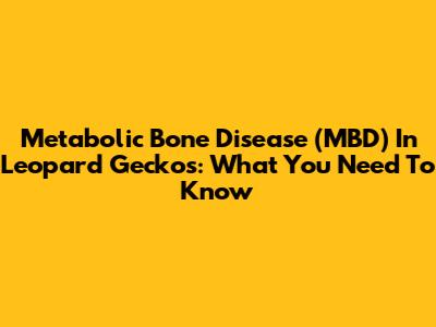 Metabolic Bone Disease (MBD) In Leopard Geckos: What You Need To Know