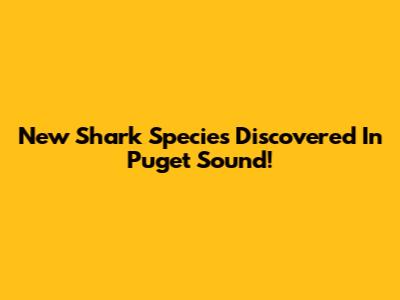 New Shark Species Discovered In Puget Sound!