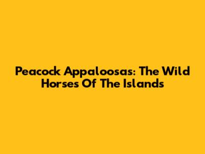 Peacock Appaloosas: The Wild Horses Of The Islands