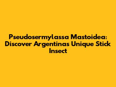 Pseudosermylassa Mastoidea: Discover Argentina's Unique Stick Insect