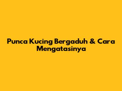 Punca Kucing Bergaduh & Cara Mengatasinya