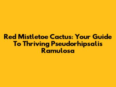 Red Mistletoe Cactus: Your Guide To Thriving Pseudorhipsalis Ramulosa