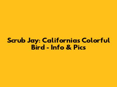 Scrub Jay: California's Colorful Bird - Info & Pics