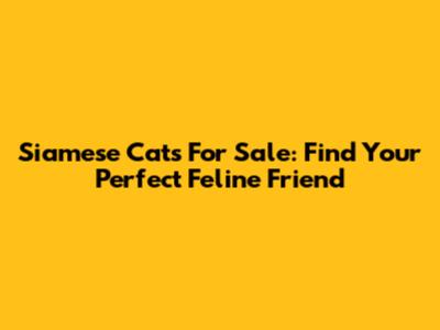 Siamese Cats For Sale: Find Your Perfect Feline Friend