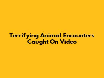 Terrifying Animal Encounters Caught On Video