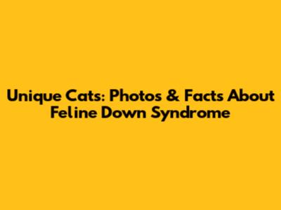 Unique Cats: Photos & Facts About Feline 'Down Syndrome'